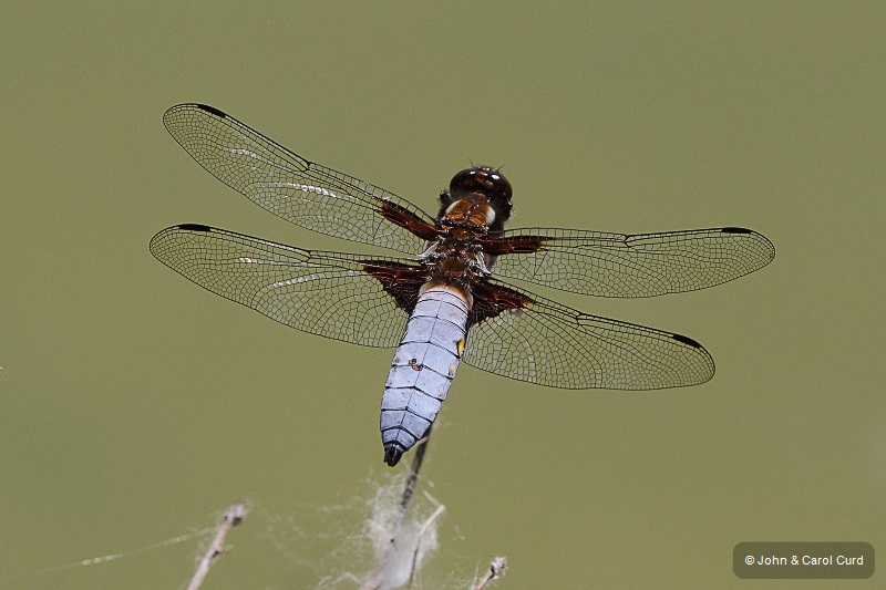 IMG_0559 Libellula depressa male.JPG